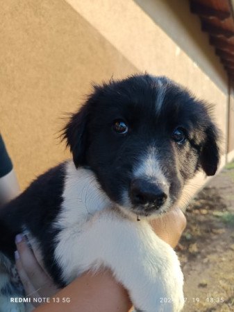 Border collie