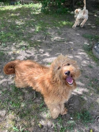 Goldendoodle