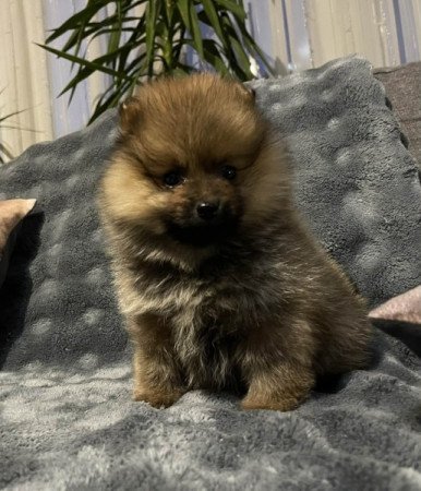 Pomerániai Törpe Spitz