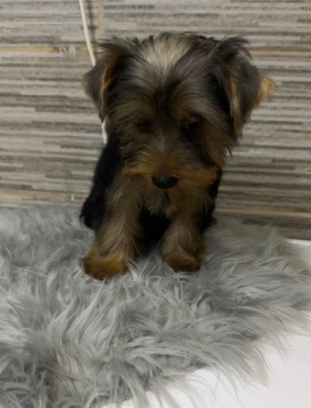 Yorkshire Terrier