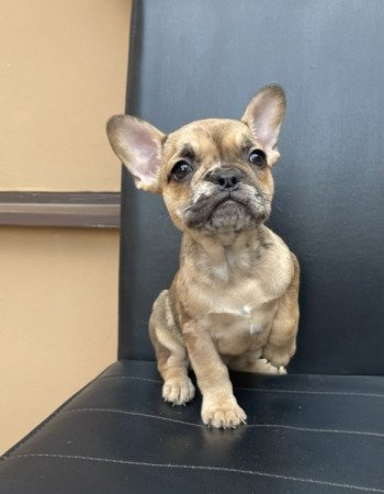 Francia bulldog