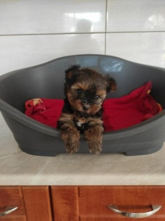 Yorkshire terrier