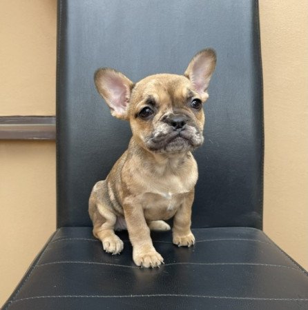 Francia bulldog