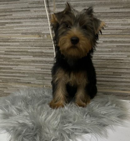 Yorkshire Terrier