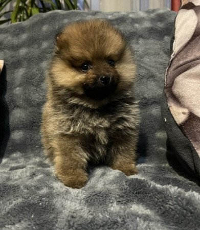 Pomerániai Törpe Spitz