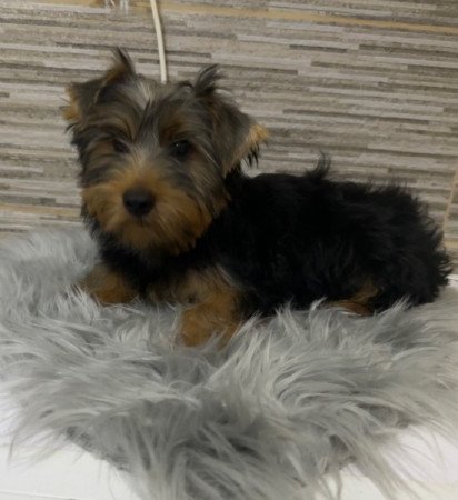 Yorkshire Terrier