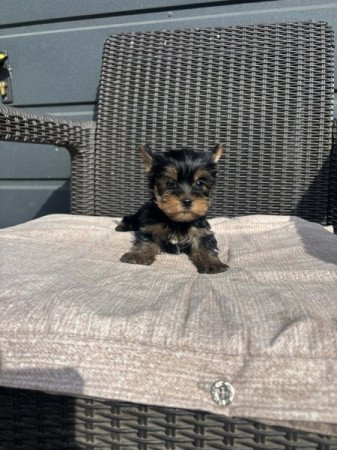 Yorkshire terrier