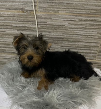 Yorkshire Terrier