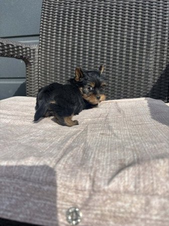 Yorkshire terrier