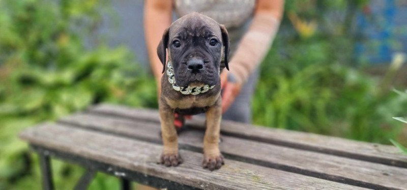 Cane corso