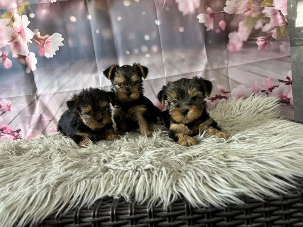 Yorkshire terrier