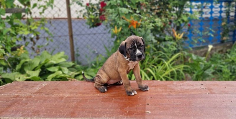 Cane corso