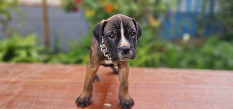 Cane corso