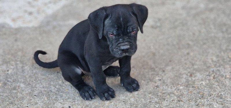 Cane corso