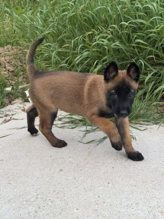 Malinois