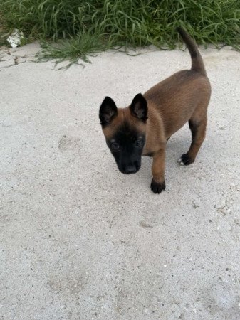 Malinois