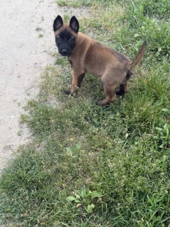 Malinois