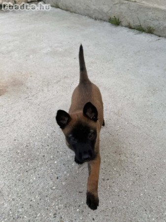 Belga juhász