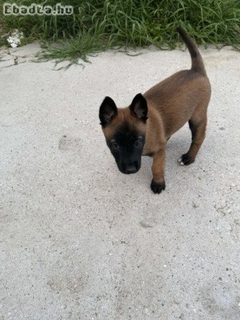Belga juhász