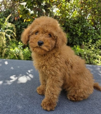 Uszkár