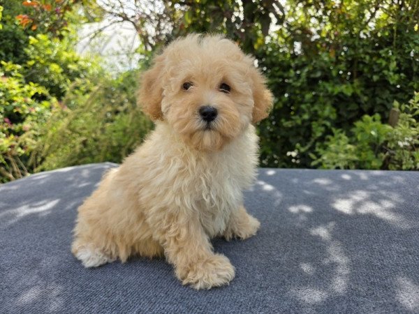 Maltipoo