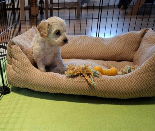 Maltipoo