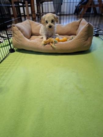 Maltipoo