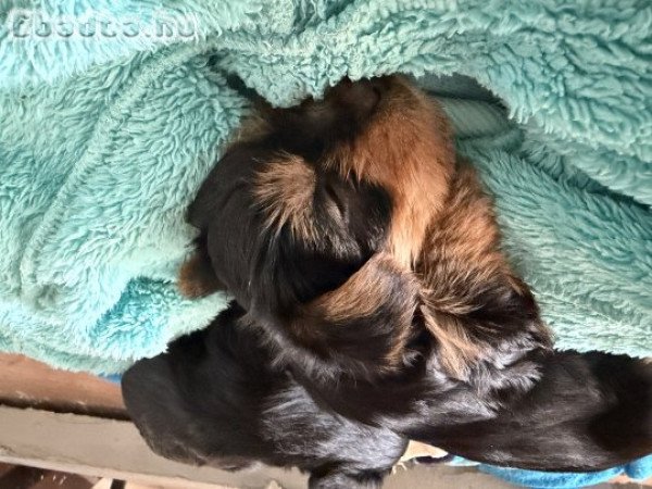 Yorkshire Terrier Kiskutyák eladók .