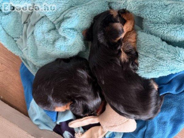 Yorkshire Terrier Kiskutyák eladók .