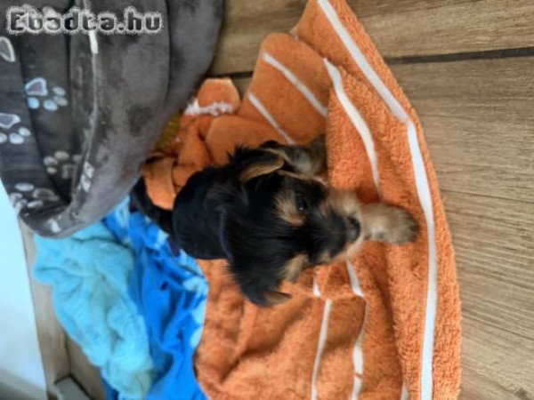 Yorkshire Terrier Kiskutyák eladók .