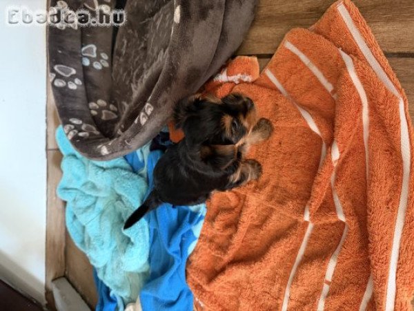 Yorkshire Terrier Kiskutyák eladók .