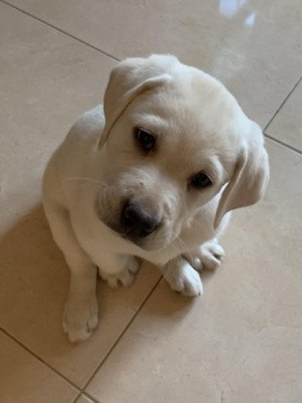 Labrador