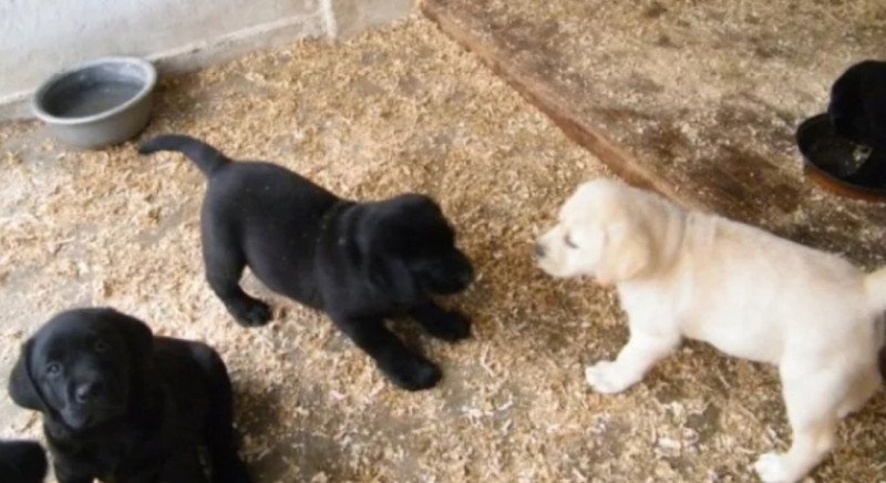 Labrador