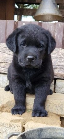 Labrador