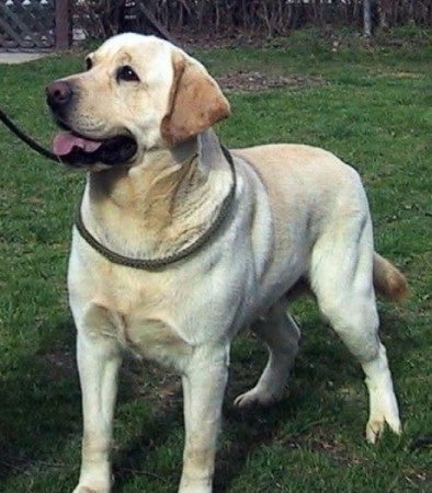 Labrador