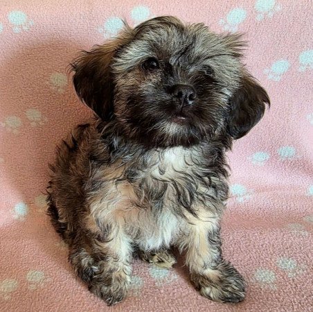 Bichon Havanese