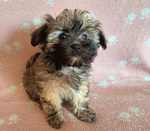 Bichon Havanese