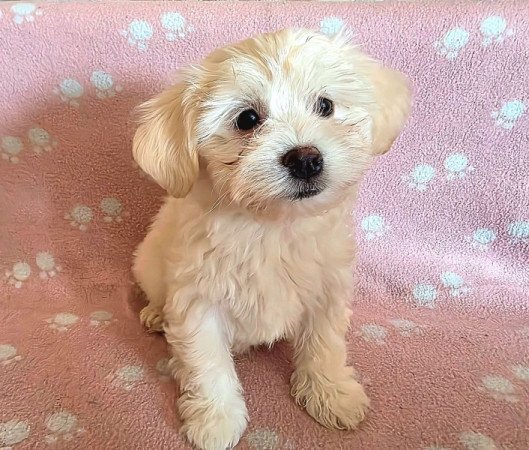 Bichon Havanese