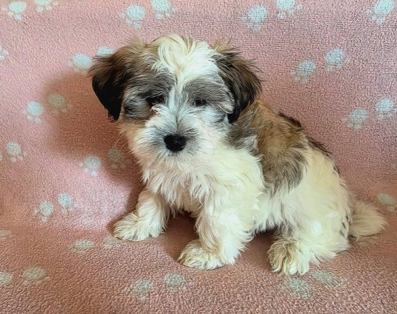 Bichon Havanese
