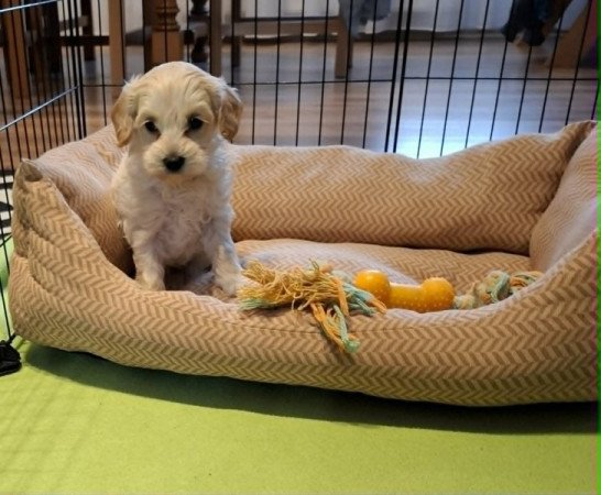 Maltipoo