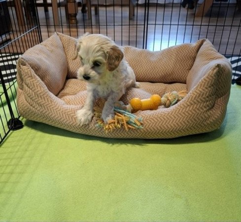 Maltipoo
