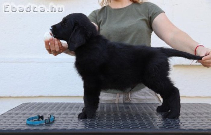 Flat coated retriever kölykök