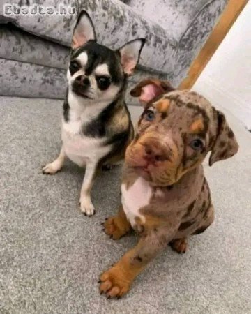 American pitbull and pit terrier for sale