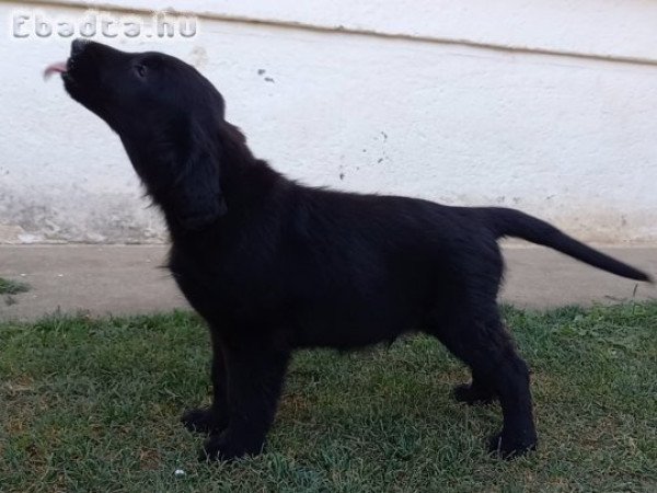 Flat coated retriever kölykök