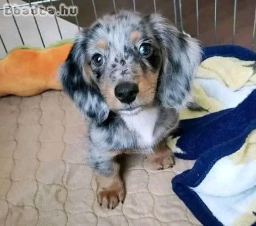 Pure breed registered miniature dachshund