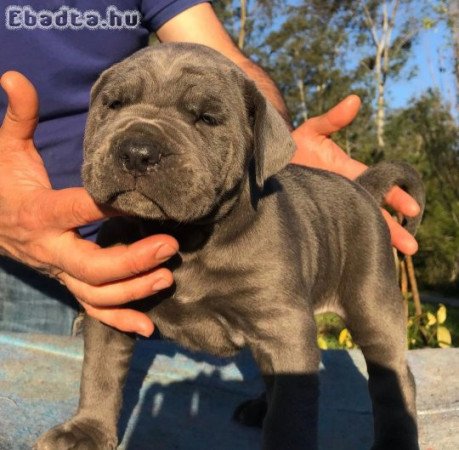 CANE CORSO PUPPIES AVAILABLE FOR SALE
