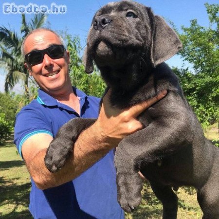 CANE CORSO PUPPIES AVAILABLE FOR SALE