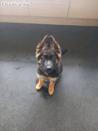 Healthy German shepherd puppies 🐶 for sale