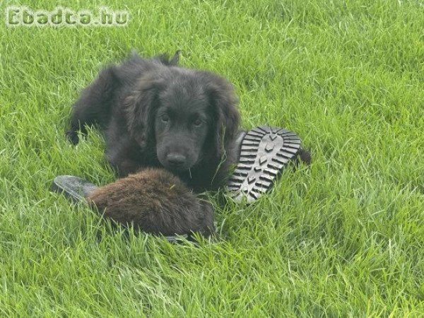 Flat coated retriever kölykök