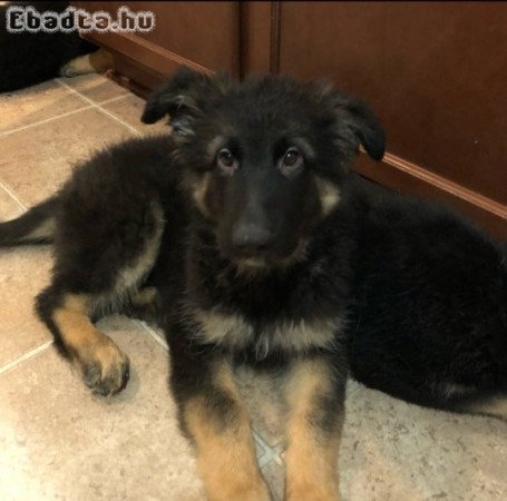 Healthy German shepherd puppies 🐶 for sale